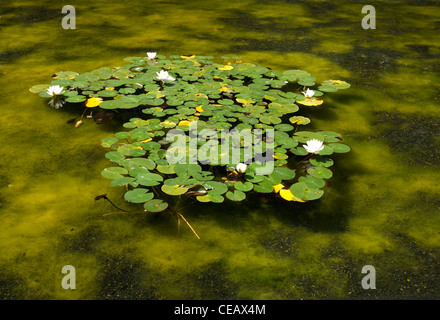 Water lilies in a green pond. Nymphaeaceae is a family of flowering plants. Members of this family are commonly called water lilies and live in freshwater areas in temperate and tropical climates around the world. The family contains eight genera. There are about 70 species of water lilies around the world. Also known as Lotus plant. Stock Photo