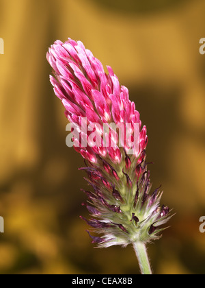 Crimson Clover, Trifolium incarnatum, vertical portrait of red flowers with nice out focus background. Stock Photo