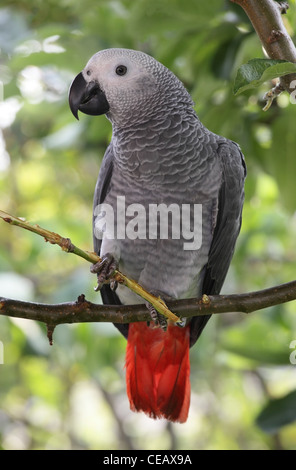 African Grey Parrot sitting in a tree Stock Photo