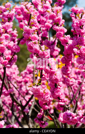 Flowers, Ritan Park, Chaoyang District, Beijing, China, Asia. Stock Photo