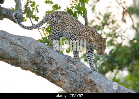 Male African Leopard, Panthera pardus,climbing down out of a tree. Masai Mara, Kenya. Stock Photo