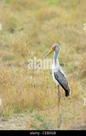 Immature, Yellow-billed Stork, Mycteria ibis, standing in grass. Masai Mara, Kenya. Stock Photo