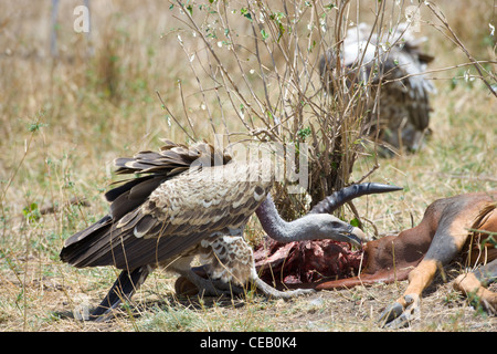 A group of Ruppell's Griffon Vulture, Gyps rueppellii, feeding on a Topi carcass. Masai Mara, Kenya. Stock Photo