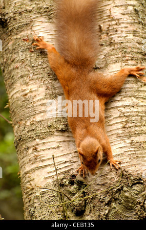 Red Squirrel ( Sciurus vulgaris ) on Silver Birch Tree Stock Photo