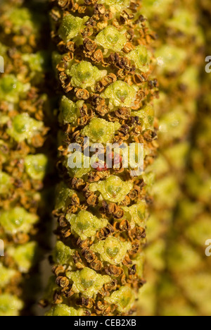 Male inflorescences of the Common Alder (Alnus glutinosa) Stock Photo
