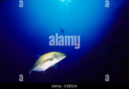 Blue fin Trevally, comes in for a closer look. Daedalus island, Southern Egyptian Red Sea. Stock Photo