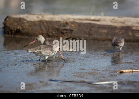 Bar-tailed Godwits (Limosa lapponica). Over-wintering migrants from Europe, feeding. Addis Ababa, Ethiopia. November. Stock Photo