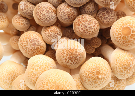 Close-up of buna shimeji. brown beech mushrooms Stock Photo