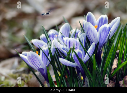 close-up of purple and blue crocus flowers with bee Stock Photo