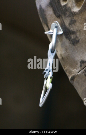 Warwick University Climbing Wall Coventry, UK Stock Photo