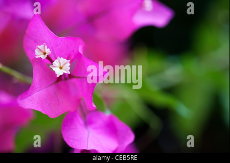 Bougainvillea spectabilis. Great bougainvillea Small white flowers and purple bracts. Andhra Pradesh, India Stock Photo