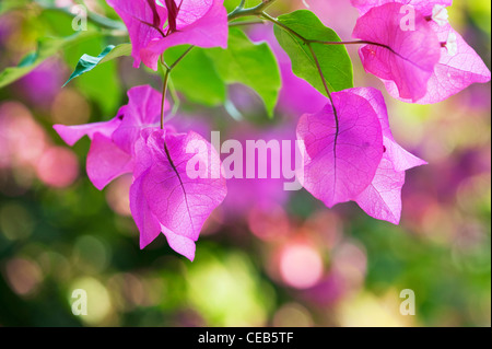 Bougainvillea spectabilis. Great bougainvillea purple bracts. Andhra Pradesh, India Stock Photo