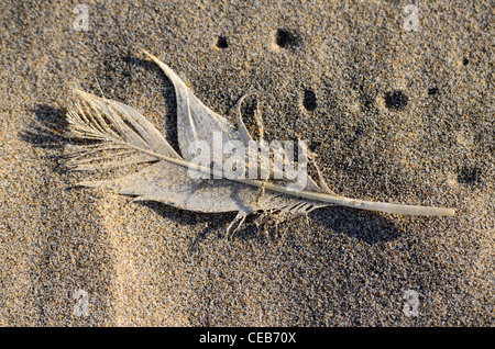 white feather on sandy beach Stock Photo