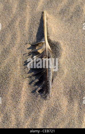 Feather on sandy beach Stock Photo