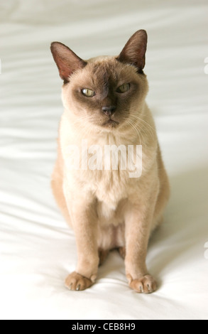 Chocolate Burmese cat on a white background Stock Photo