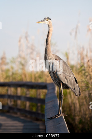 Great Blue Heron stands on railing along pathway through Everglades Stock Photo