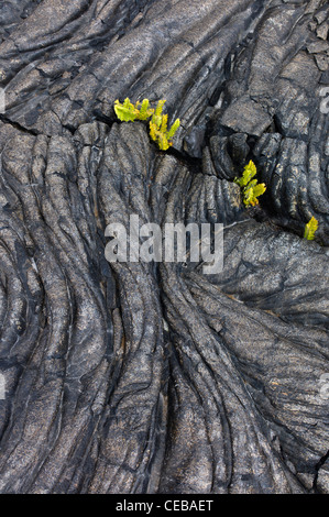 Pahoehoe lava and ferns Hawaii Volcanoes National Park, The Big Island. Stock Photo