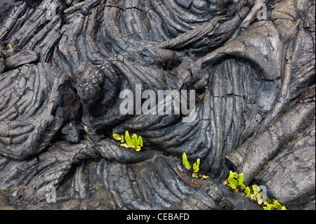 Pahoehoe lava and ferns Hawaii Volcanoes National Park, The Big Island. Stock Photo