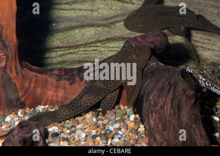 Suckermouth catfish,Hypostomus sp., also called plecostomus by aquarium enthusiasts Stock Photo