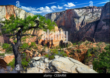 Zion Palteau from Angles Landing trail. Zion National Park, Utah Stock Photo