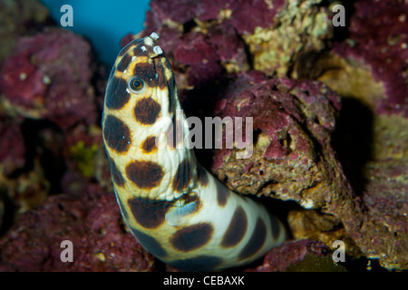 Magnificent snake eel, Myrichthys magnificus Stock Photo