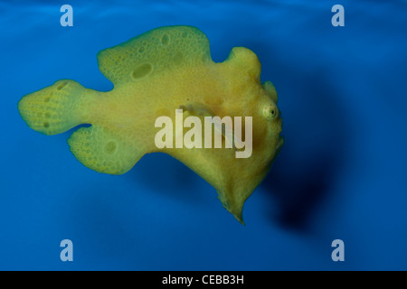 Commerson's frogfish, Antennarius commerson, Waikiki Aquarium Stock Photo
