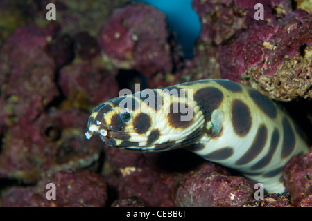 Magnificent snake eel, Myrichthys magnificus Stock Photo