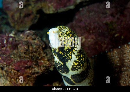 Snowflake moray eel, Echidna nebulosa Stock Photo