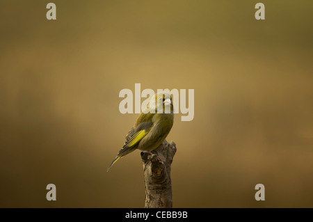 Greenfinch Stock Photo