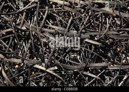 fishhook barrel cactus spines Picacho Peak State Park Arizona Stock Photo