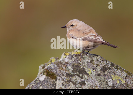 Desert Wheatear Oenanthe deserti female perched at Titterstone Clee Hill, Shropshire in December. Stock Photo