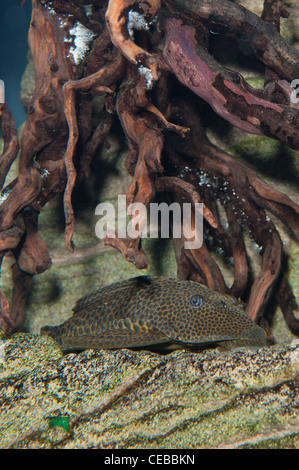 Suckermouth catfish,Hypostomus sp., also called plecostomus by aquarium shops Stock Photo