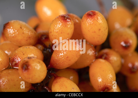 Fruits of sea buckthorn, Latin. Hippophae Stock Photo