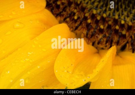 Detail of a part of a sun flower on a wet day Stock Photo