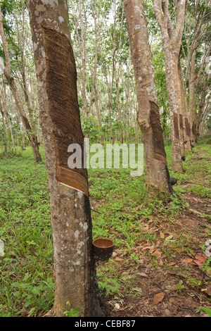 Rubber Tree Plantation In Thailand, Southeast Asia Stock Photo