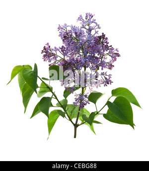 branch lilac is isolated on white background Stock Photo