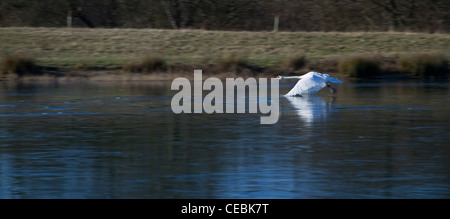 A mute swan (Cygnus olor) takes off from a frozen lake in winter in Suffolk, England Stock Photo