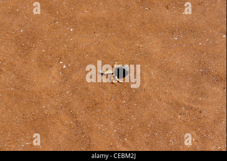 Hermit crab on sandy beach Stock Photo