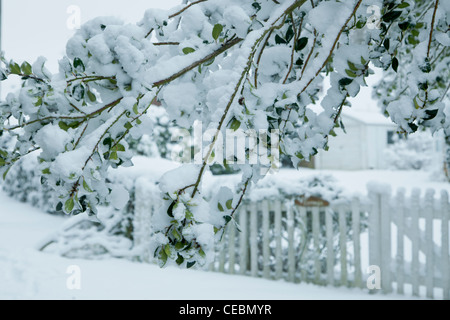 A branch is heavy with snow and hangs low in front of a white picket fence on a country road. Stock Photo