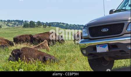 American Custer Black Hills State Park South Dakota in USA US a herd of wild bison grazing on the prairie prairies nobody horizontal hi-res Stock Photo