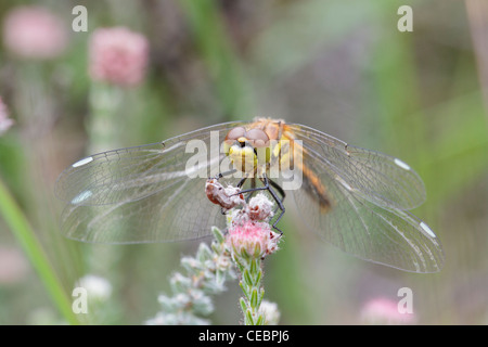 Black Darter Dragonfly (Sympetrum danae) Stock Photo