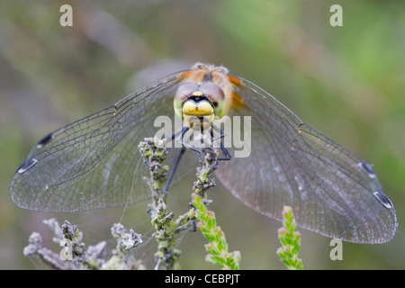 Black Darter Dragonfly (Sympetrum danae) on heather Stock Photo