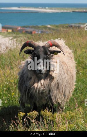 Moorland sheep On heligoland; Heidschnucke auf Helgoland Stock Photo