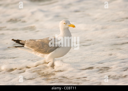 Herring-gull or Larus argentatus at the beach standing in foam from breakers Stock Photo