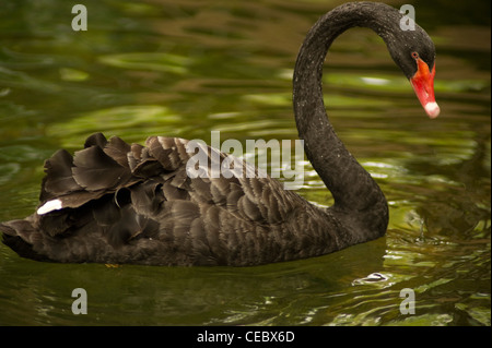 Black Swan Stock Photo