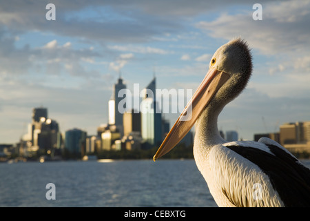 Pelican (Pelecanus conspicillatus) with the Swan River and  city skyline in background. Perth, Western Australia, AUSTRALIA Stock Photo