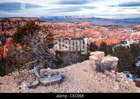 Old Bristle Cone Pine Tree overlooking Bryce Canyon Stock Photo