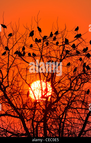 starlings Stock Photo