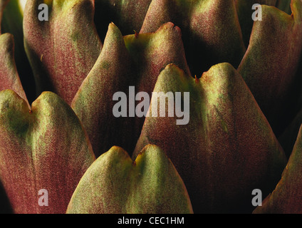 Artichoke, extreme close-up Stock Photo