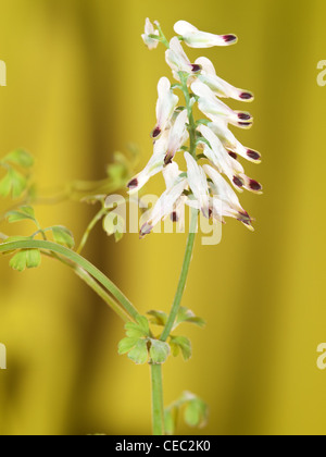 Common ramping fumitory, Fumaria muralis,  portrait of flowers with nice out focus background. Stock Photo